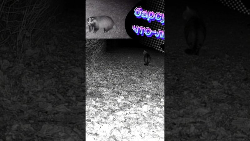 Кот,барсук что-ли #wildlife #nature #дикаяприрода #trailcamera #animals #trailcamfootage  #trailcam