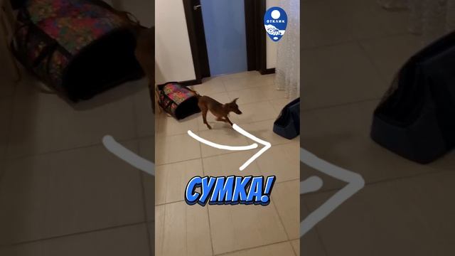 Преимущество маленьких собак. Кликер-дрессировка для жизни #дрессировкасобак #дрессировка #shorts