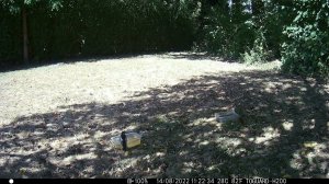 Пестрый, зеленый дятлы и.....