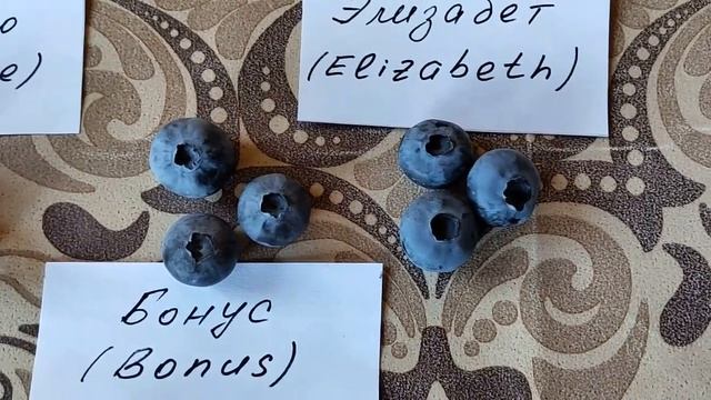 Голубика садовая. Сорта Duke, Denise Blue, Bonus, Elizabeth. Сравнение ягод. смотреть онлайн