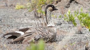 HAWAIIAN GOOSE CHILLIN' - Endangered Species