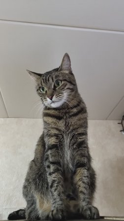 Кошка мастерски запрыгивает на шкафчик