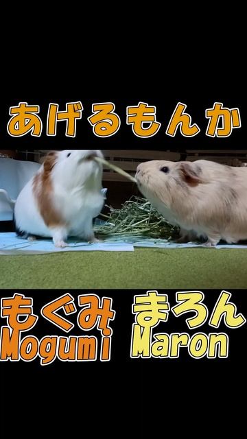 大好物のとり合い。スローモーションが可愛すぎた #shorts