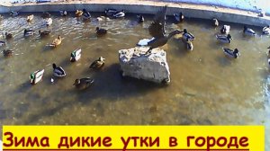 Зимовка диких уток в городе  в 2025 г