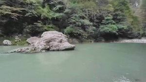 Тисо-самшитовая роща в Сочи