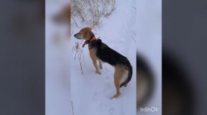 Охота с гончими зимой.