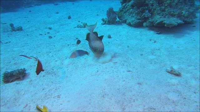 Красное море. октябрь 2021.