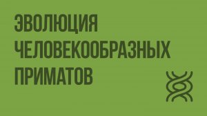 Эволюция человекообразных приматов. Видеоурок по биологии 11 класс