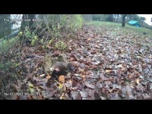 Белка  и  Ворон