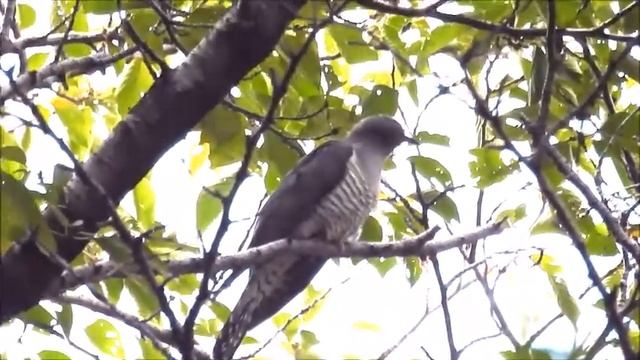 ムビる14080 ツツドリ tsutsudori смотреть онлайн