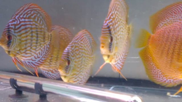 discus rotturkis by Piwowarski & ruby super eruption tm hd смотреть онлайн