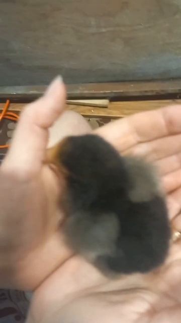 🐣определяем пол цыпленка с 1 по 3 день по длинне пера на крыле🐣 смотреть онлайн