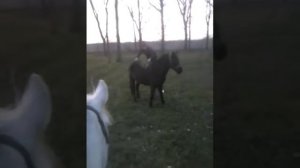 Настойчивая девушка и ее терпеливая кобыла