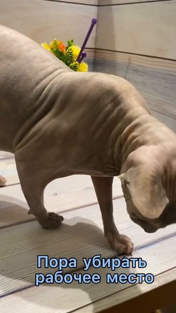 Вопрос! Кто в доме главный😂 смотреть онлайн