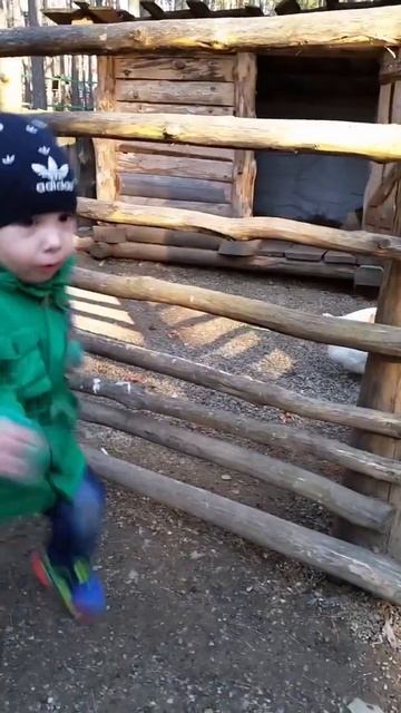Ребёнок и гусь #детииживотные #страшныйгусь