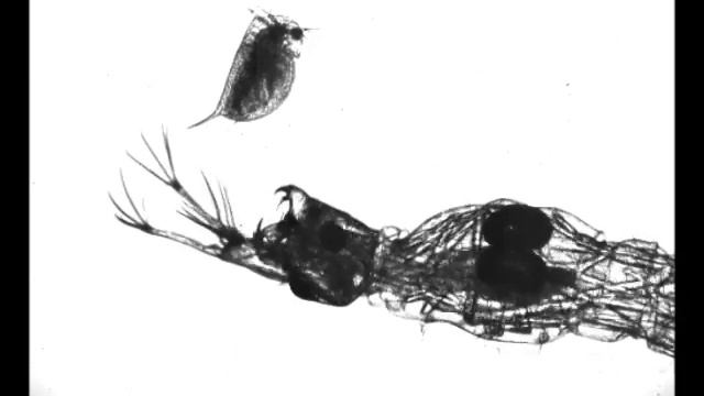 Chaborus successfully catches a Daphnia смотреть онлайн