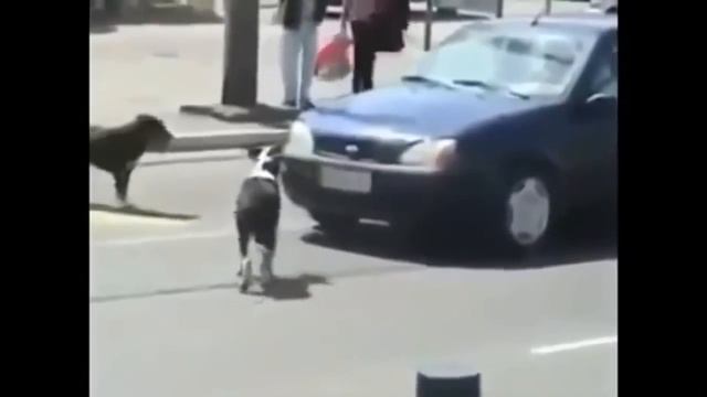 Funny Animals \ Смешные Животные смотреть онлайн