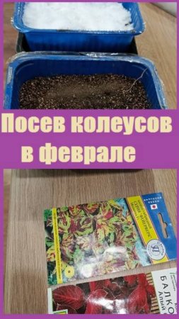 В феврале СЕЮ КОЛЕУСЫ СЕМЕНАМИ , НОВЫЕ СОРТА для пополнения коллекции