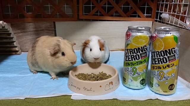 ストゼロ飲みながらM-1優勝者を予想するモルモット смотреть онлайн