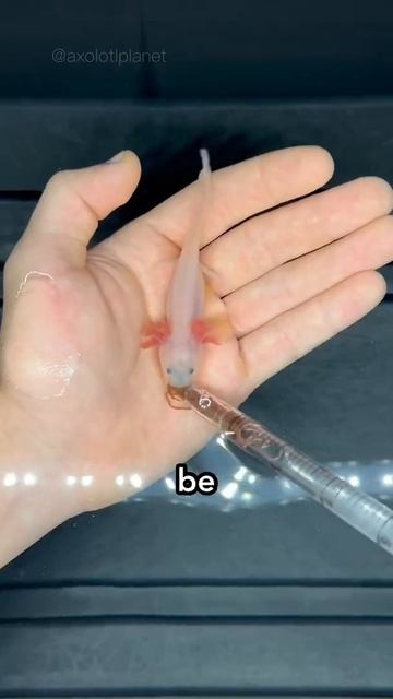 Axolotls grow up so fast 🥺💔 смотреть онлайн
