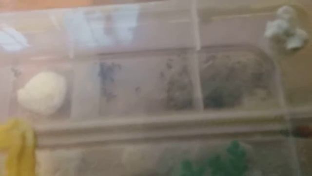 Мои муравьи вида лазиус нигер. Обзор смотреть онлайн