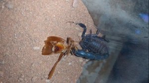 Androctonus Gonneti & Sicarius thomisoides Feeding.