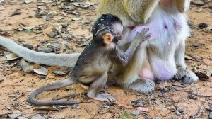Monkey baby Tia was mistre@ted by mom Tara while she struggled to get milk.