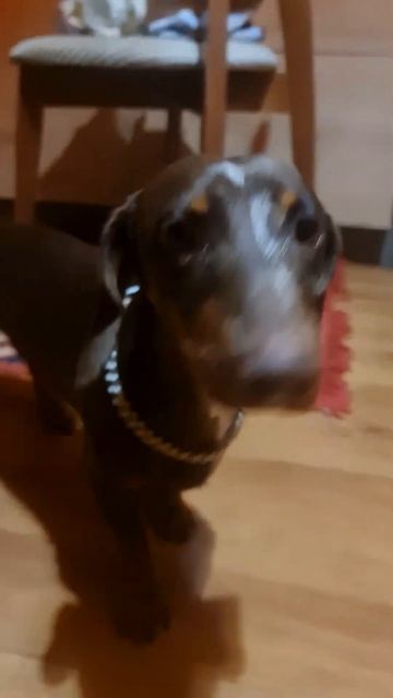 #2022 #животные #германигрунок #игры #сочи #майнкрафт #собака #смешныевидео смотреть онлайн