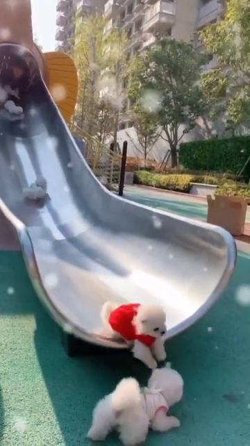 #dogsoftiktok#cute #pet#animals #fyp#foryou #short #doggy #maltese #pomsky #poodle #pomeraina #malt смотреть онлайн