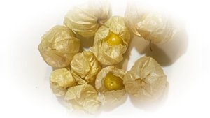 Физалис перуанский сорт - Beas Ducke, выращивание на даче, 2024.