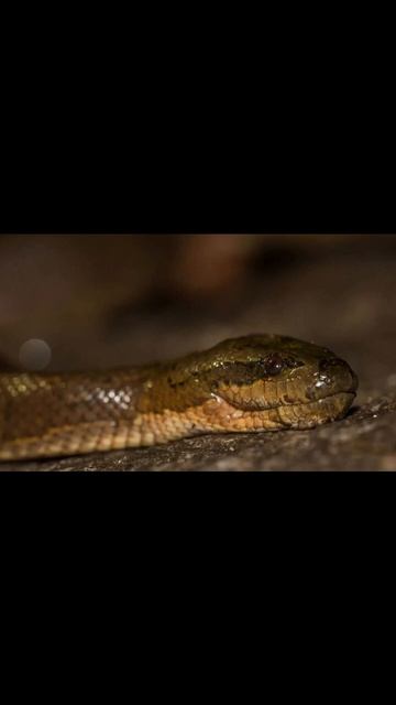 Удавовидный уж смотреть онлайн