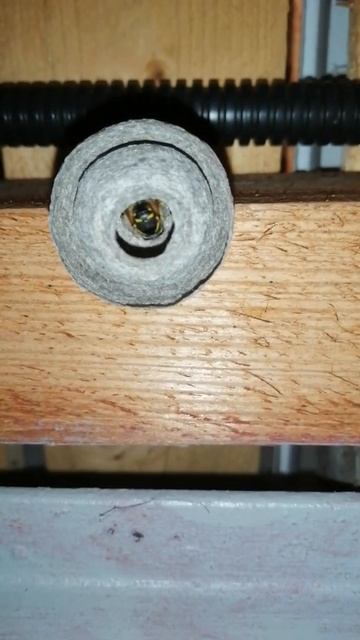 Osa zajmująca się gniazdem Dolichovespula saxonica смотреть онлайн