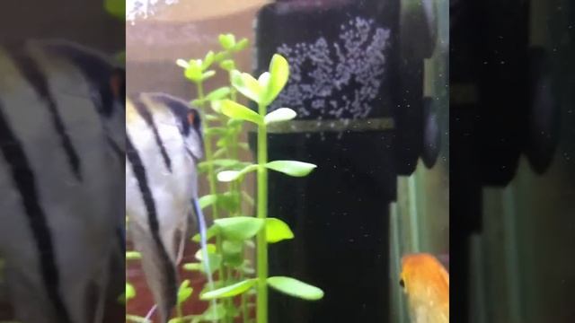 МОИ ТРУДОЛЮБИВЫЕ СКАЛЯРКИ смотреть онлайн