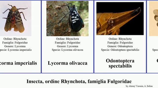 Insecta, ordine Rhynchota, famiglia Fulgoridae laternaria intermedia sultana versicolor candelaria