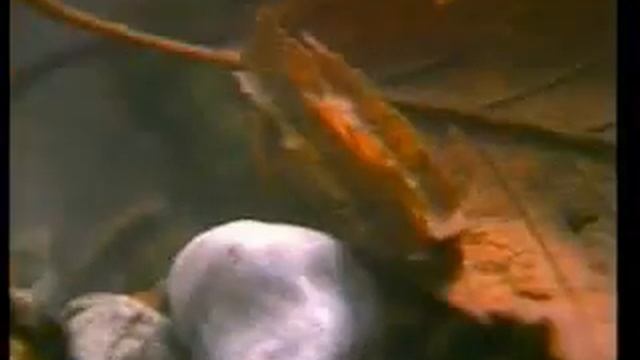 Larva clothing and traveling смотреть онлайн