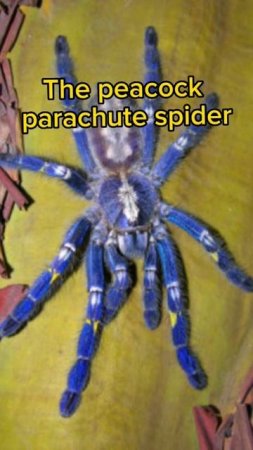 This may cure your arachnophobia #spiders #tarantula #cute #arachnophobia