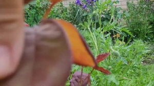 Creatures: Aphids on roses