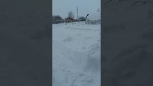 Обзор участка ,где зимуют гортензии