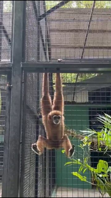 Meet the White-Handed Gibbons at the Zoo 🐒 #shorts смотреть онлайн