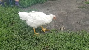 Курица убивает лягушку