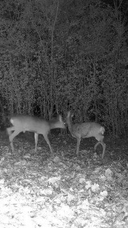 Они встретились #wildlife #trailcamfootage #deer #trailcamera #дикаяприрода #trailcamming #nature