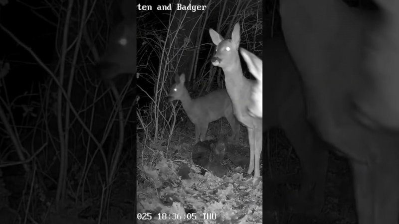 Ночь, солонец,  косули,  встреча #deer #nature #дикаяприрода #wildlife #trailcamera  #animals