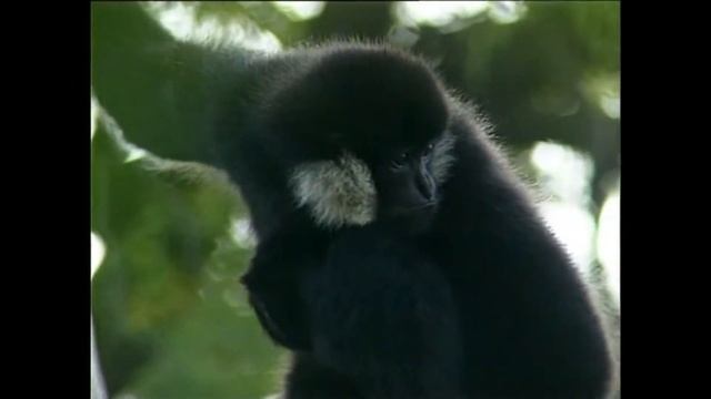 Nomascus siki–Номаскус південний білощокий -Southern white-cheeked gibbon смотреть онлайн
