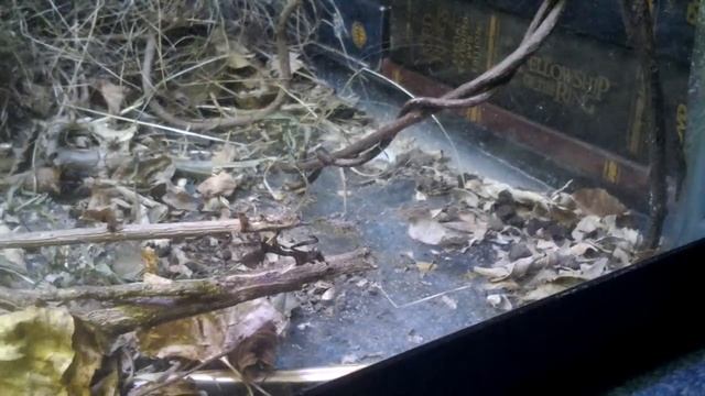 Phyllocrania paradoxa, praying mantid, young L3 смотреть онлайн