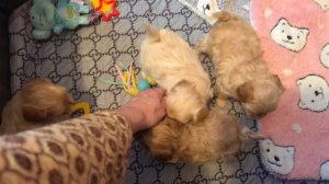 Наши малыши мальтипу