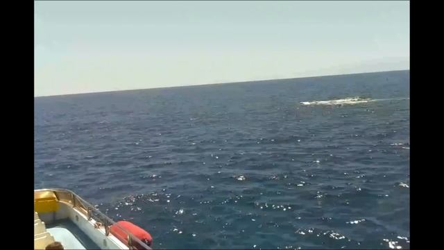 Catamaran Royal Delfin Tenerife смотреть онлайн