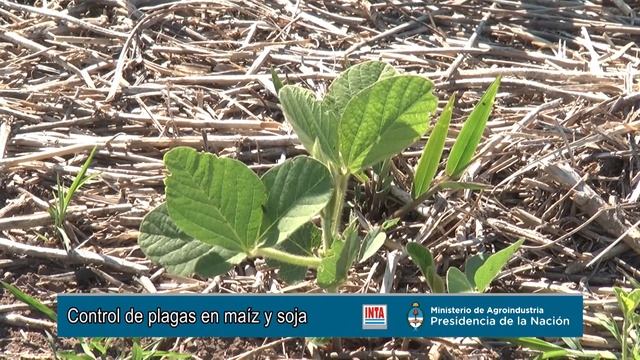 Control de plagas en campaña gruesa 2017/18 смотреть онлайн