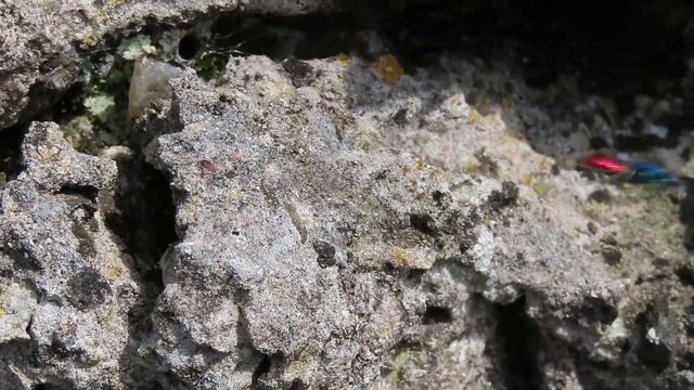 Chrysis sp. ruby-tailed wasp on Rathlin Island смотреть онлайн