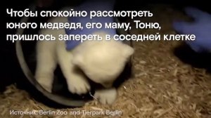 Новорожденный белый медвежонок оказался мальчиком