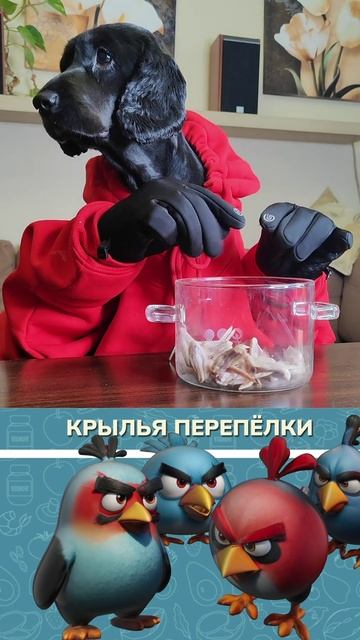 Невероятно! Собака готовит и пробует перепелиные крылья! 🐾👨🍳🍗 #спаниель #повар #собака #кухня